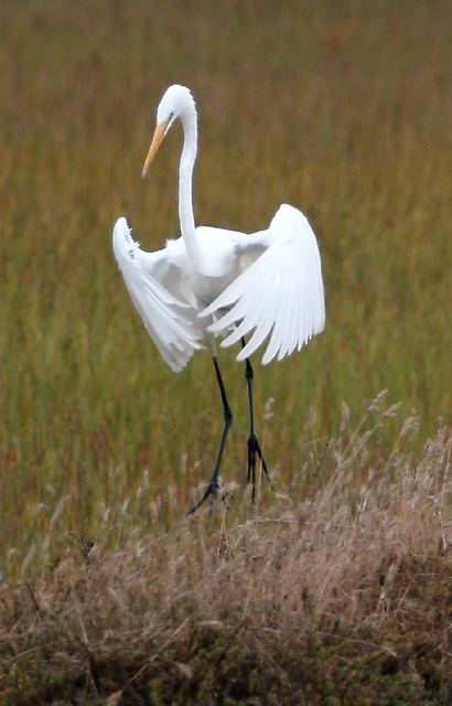 White Heron in backbay