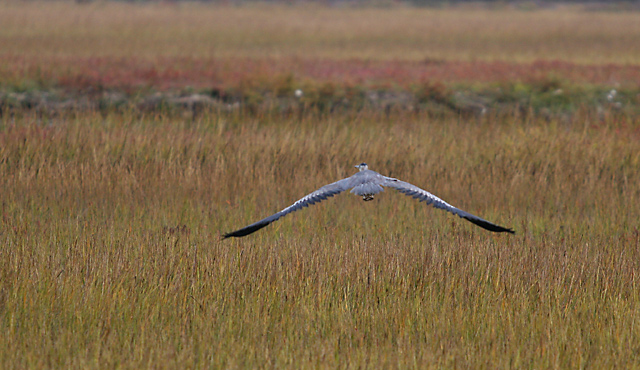 Grey Heron