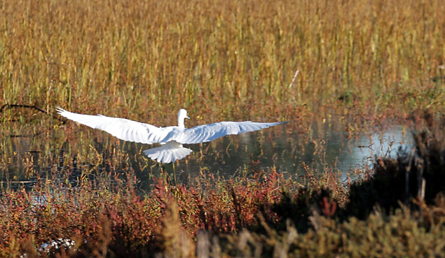 Great Egret in flight
