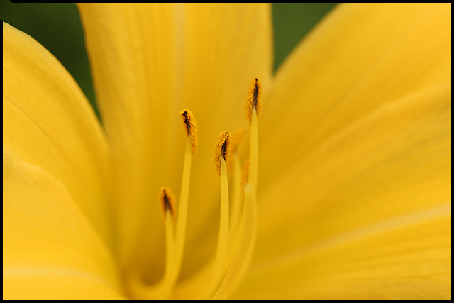 Day lily Dreams