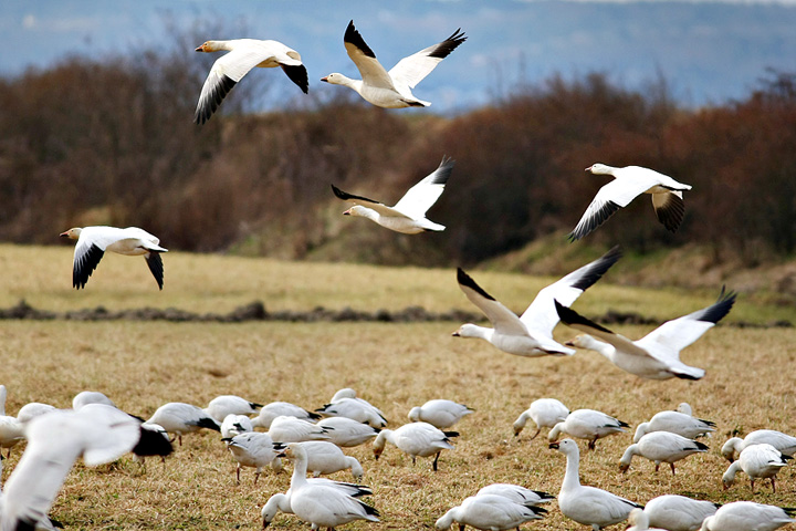 Snow Geese