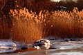 Golden Reeds