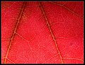 Maple Leaf