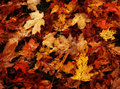 leaves.jpg