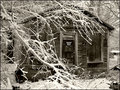 snowy.jpg