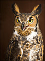 owl1.jpg