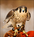 peregrine2.jpg