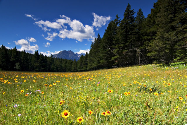Flowers in Glacier National Park