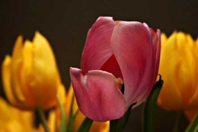 Tulips