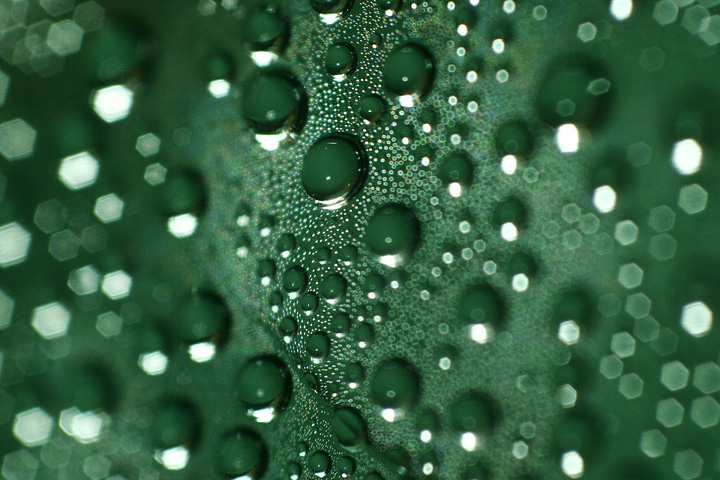 Bubbles