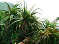 Aloes