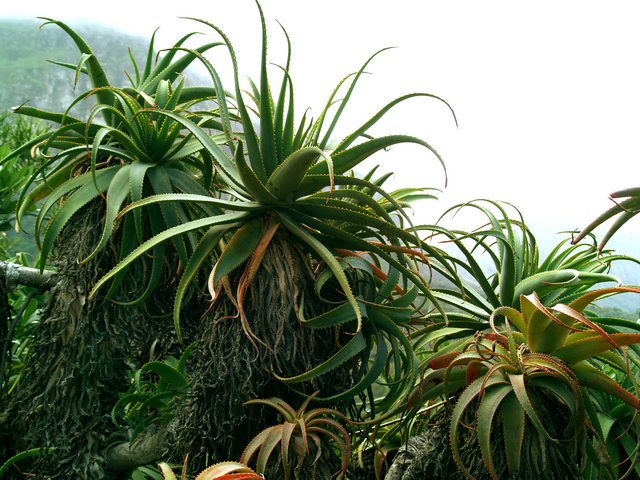Aloes