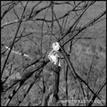 Not submitted: Fractured limb (centered composition)