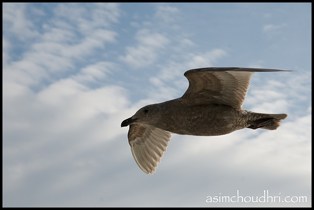 Flying birdie...