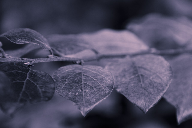 fallduotone.jpg
