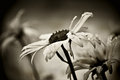 sepia flower.jpg