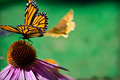 butterfly.jpg