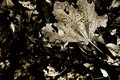 sepia-leaf.jpg