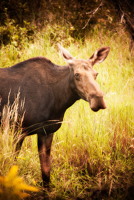 moose-on-highway-60-copy