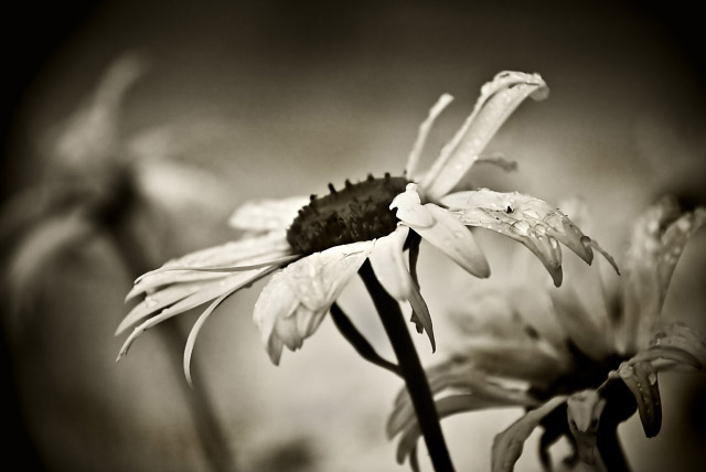 sepia flower.jpg