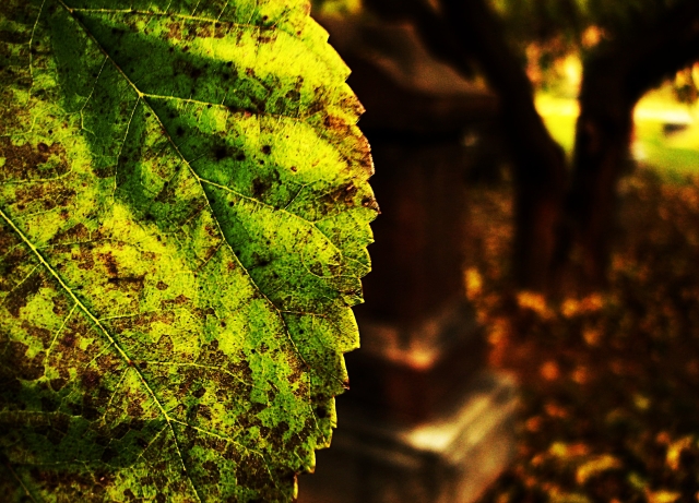 cemetery leaf edited and resized.jpg