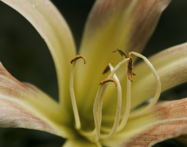 stamen resized.jpg