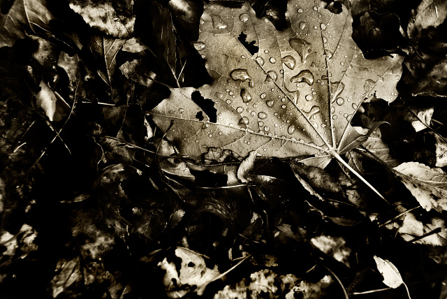 sepia-leaf.jpg