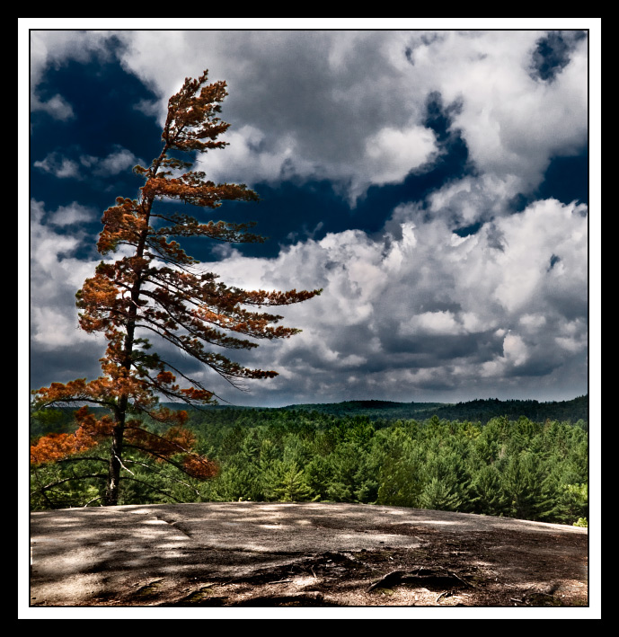jack-pine RE_EDITED.jpg