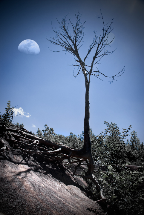 tree.jpg