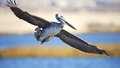 Pelican 3.jpg