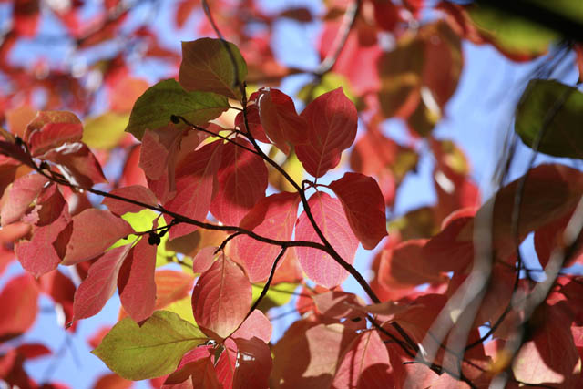 Fall Red.jpg