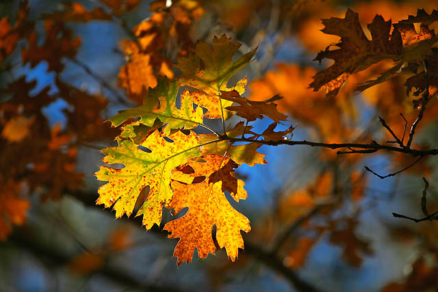 Fall_fix.jpg