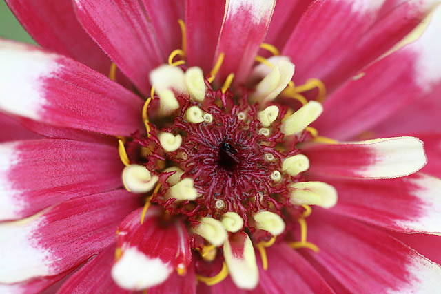 Small Flower.jpg
