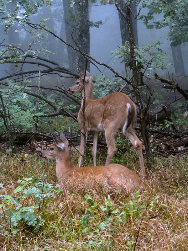 Lil Bambi's