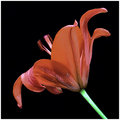 Lilly