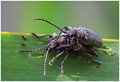 Mating III