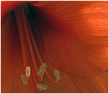 Red Flower