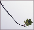 Rose bush