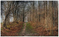 In the Woods