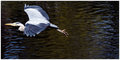 Heron