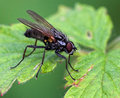 Common Fly
