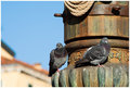 Pigeons on St. Mark's Sq., Venice