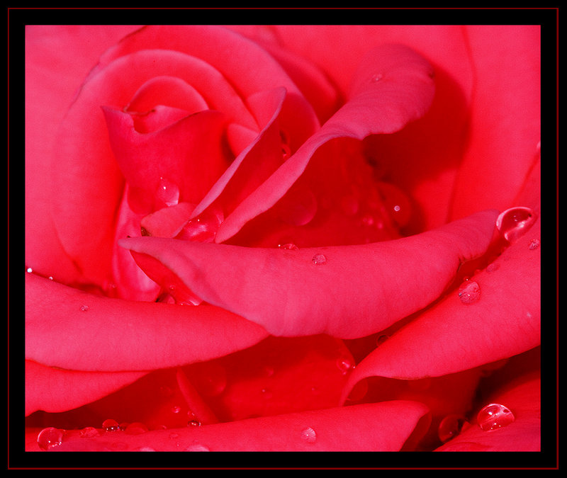 Morningdew