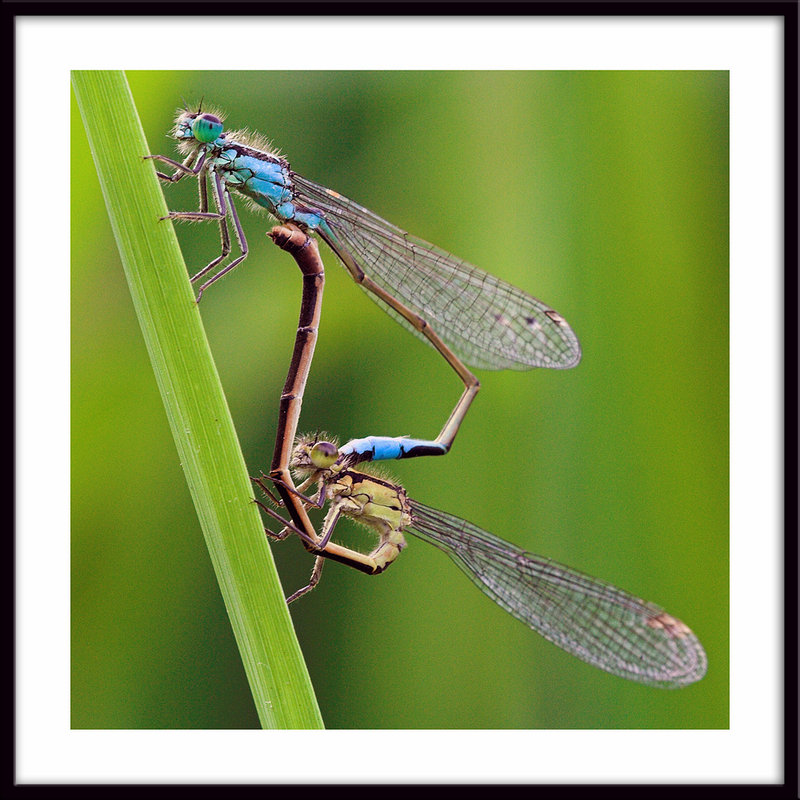 Mating