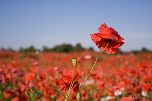 A field of poppies...