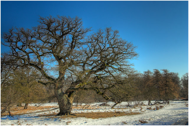 Winter