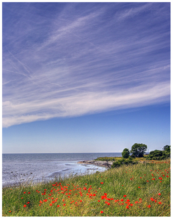 More poppies