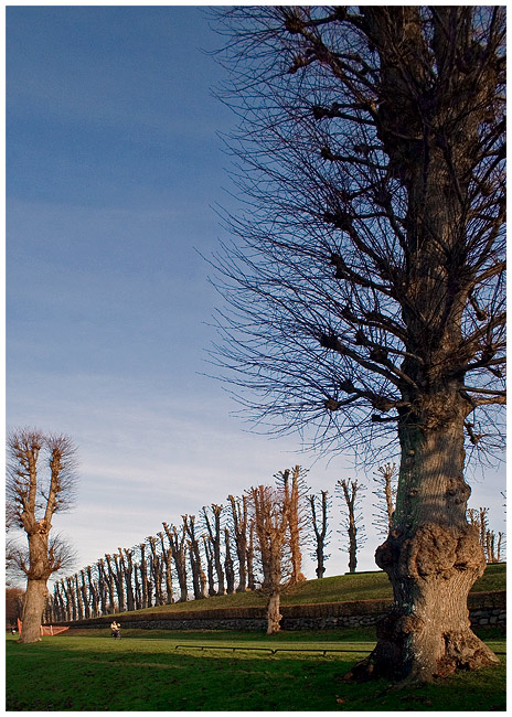 Alley of trees