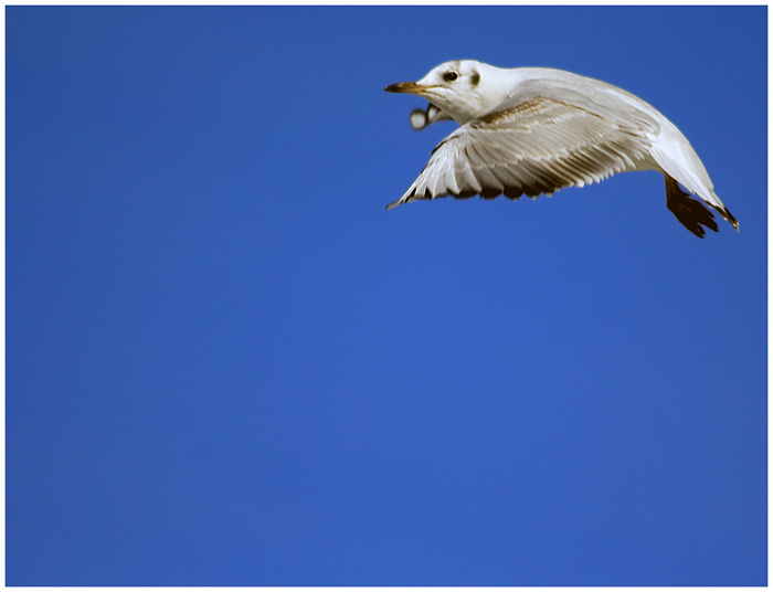 Seagull