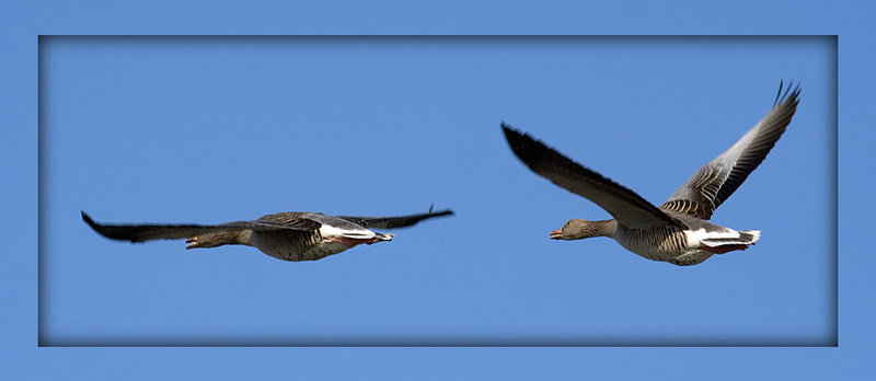 Flying Geese